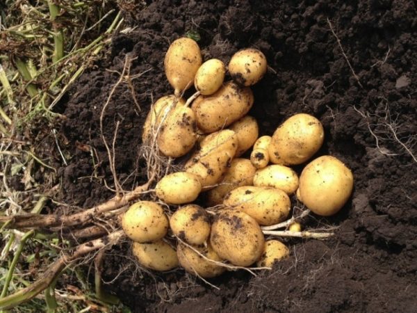 Чотири секрети, які збільшать урожай картоплі в кілька разів