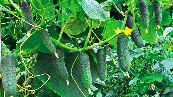 Застосування оцту для гарного врожаю огірків: продовжує плодоношення, захищає від пожовтіння листя та плодів