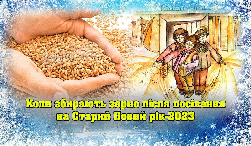 Коли потрібно збирати зерно після посівальників: ні в якому разі не можна прибирати зерно відразу ж