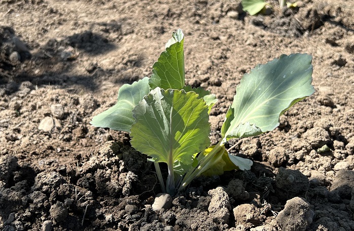 Чим підгодувати капусту для нарощування великиих і здорових качанів