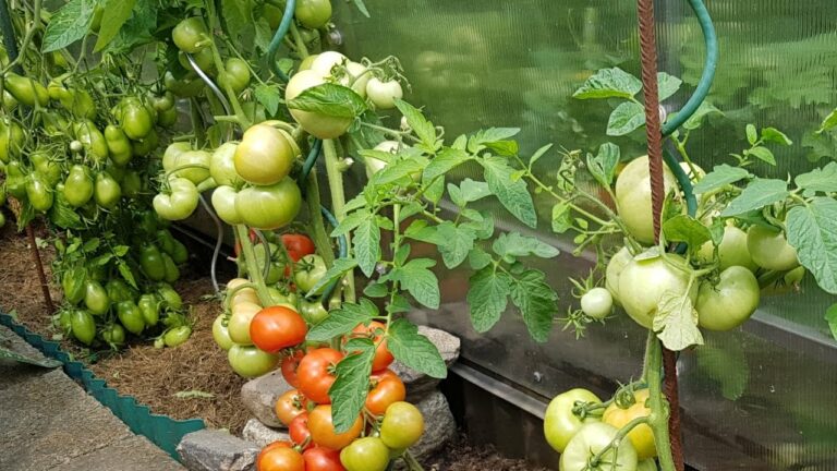 Секрети підживлення помідорів содою, для великого врожаю